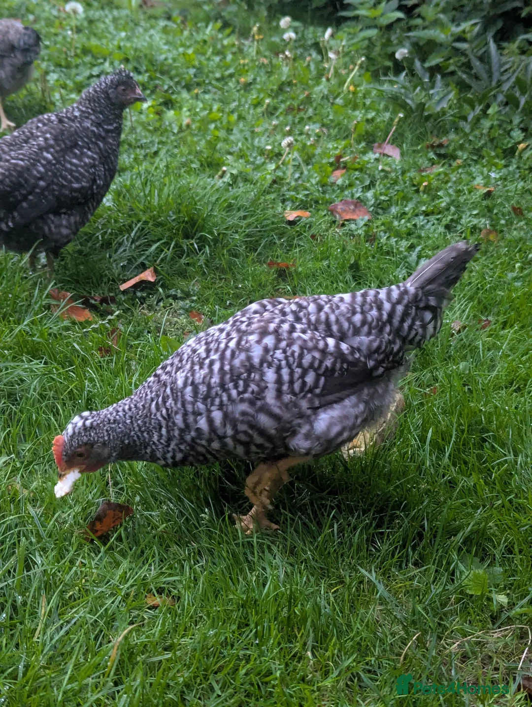 Chickens poultry for sale: Cream Legbar Cockerels FREE - Advert 2