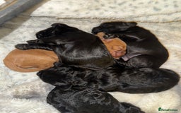 Cockapoo dogs for sale: Cockapoo F1B puppies  - Image 7