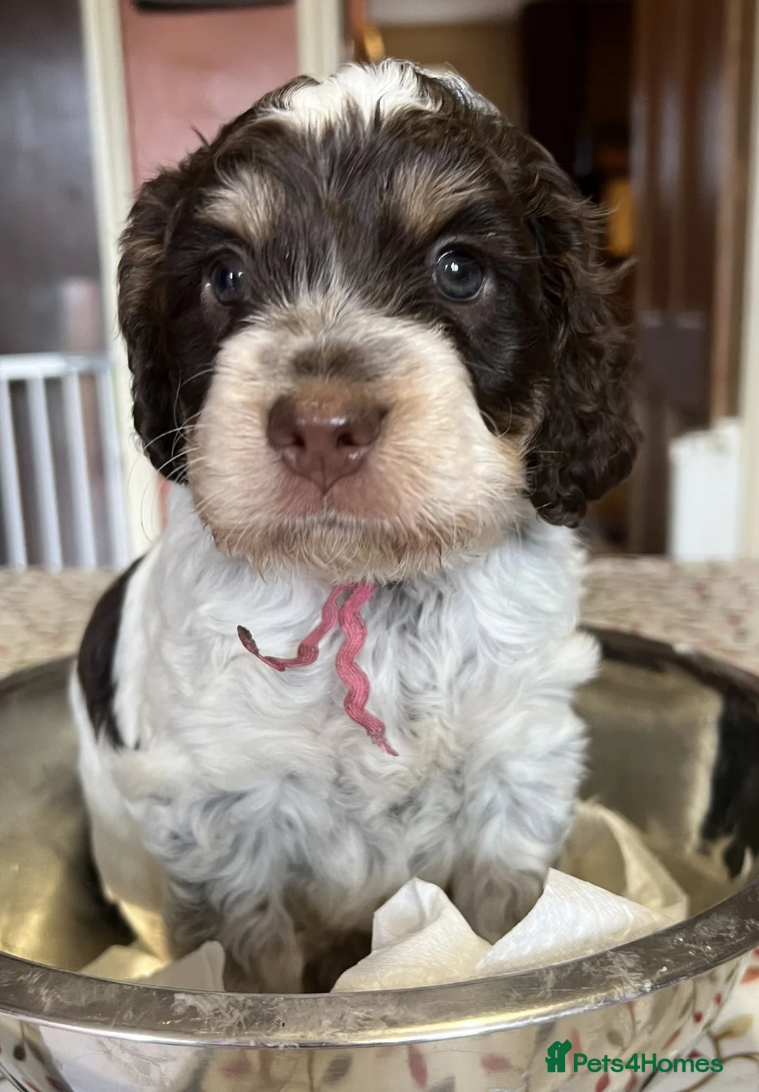 Toy Poodle dogs for stud: Non fading chocolate phantom toy Poodle for stud in Rugby - Advert 11