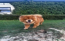 Chow Chow dogs for sale: Chow chow for sale - Image 1