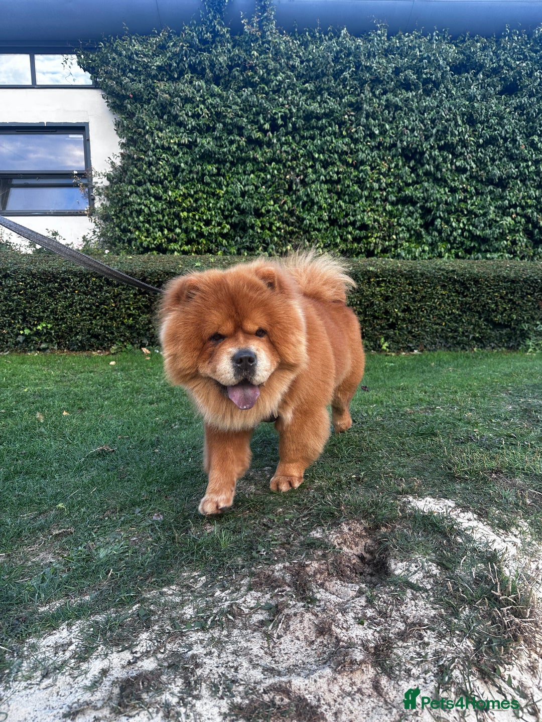 Chow Chow dogs for sale: Chow chow for sale - Image 1