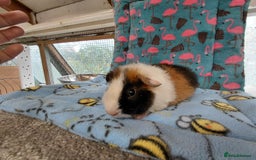 Guinea Pig rodents for sale: Baby Longhaired Brothers/Teddies Available RTR - Image 10