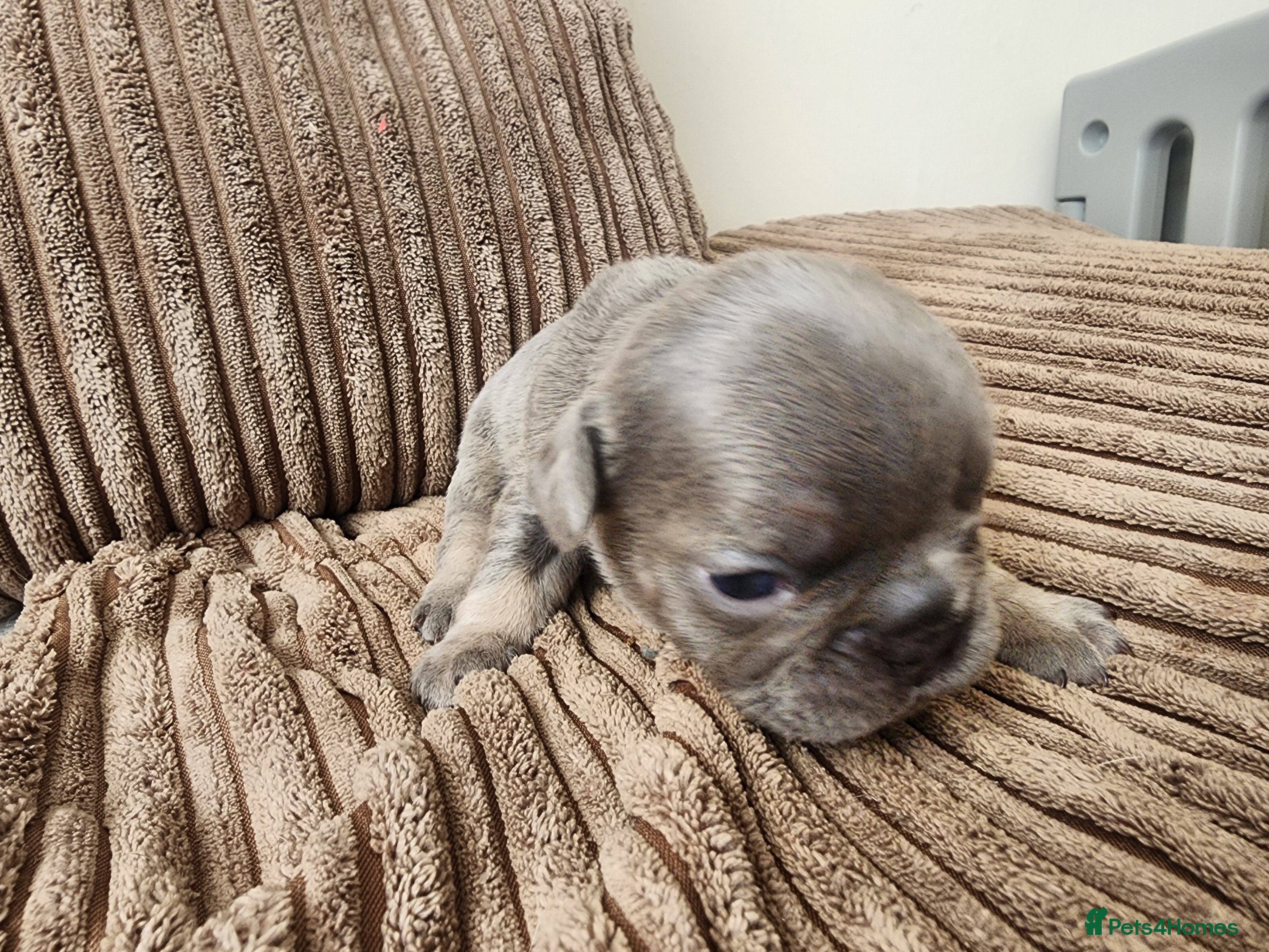 French Bulldog dogs for sale: French Bulldog puppies - Advert 18