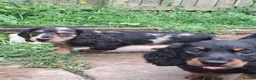 Miniature Dachshund dogs for sale: Long Haired miniature dachshund puppies  - Advert 8