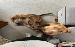 Mixed Breed dogs for sale: Gorgeous family pets are having a litter - Presa X - Image 9