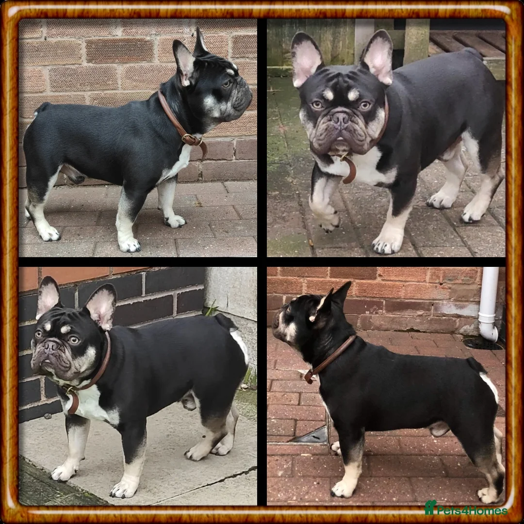 French Bulldog dogs for stud: THE GREAT MAMBA in Stafford - Advert 3