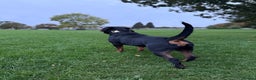 Rottweiler dogs for stud: 100% German Rottweiler - Advert 7