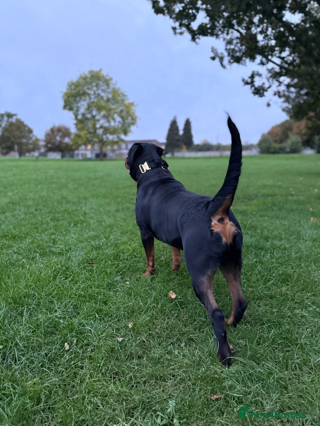 Rottweiler dogs for stud: 100% German Rottweiler | KC REGISTERED - Advert 7
