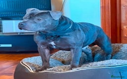Staffordshire Bull Terrier dogs for sale: Adorable KC Reg/Health Tested SBT Puppies - Image 29