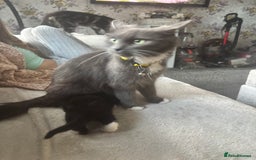 Mixed Breed cats for sale: two mixed breed black and white kittens  - Image 6