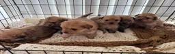 Pomapoo dogs for sale: Pomapoo puppies  - Advert 9