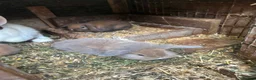 Mixed Breed rabbits for sale: Baby rabits in Bargoed - Advert 3