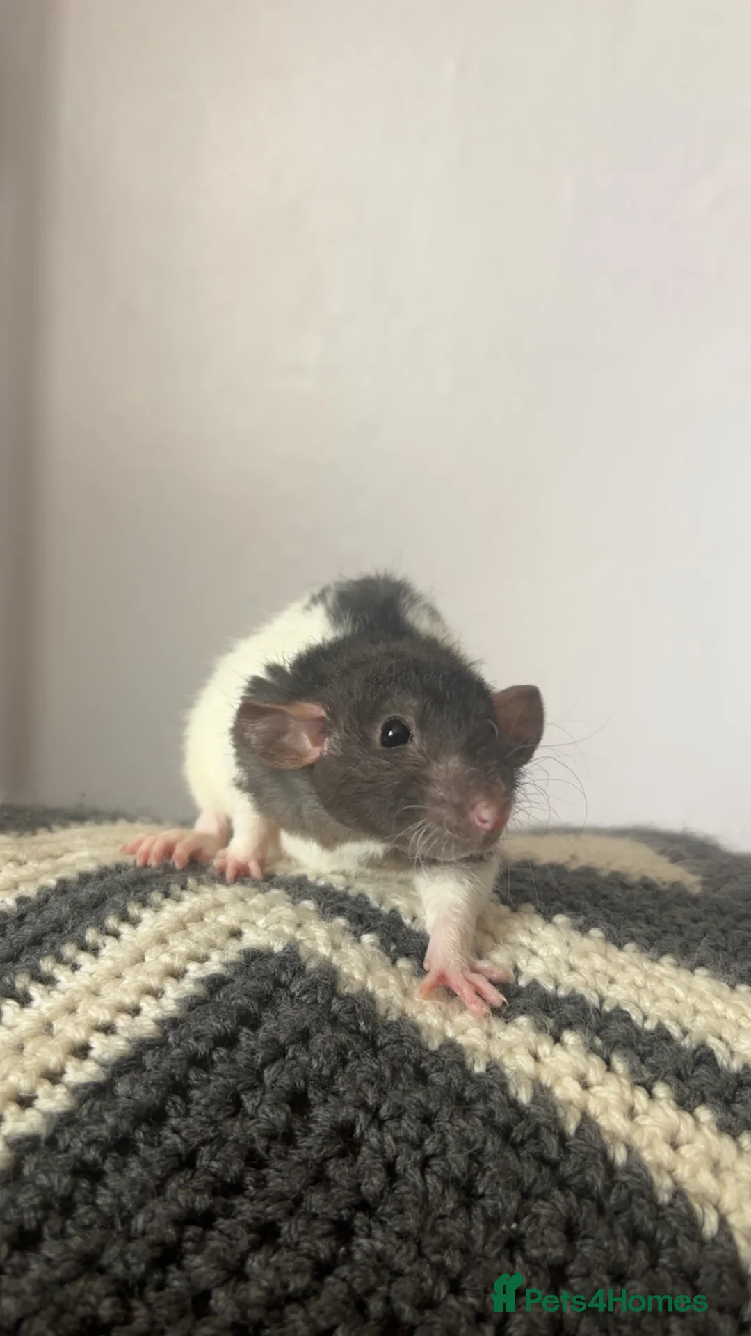 Rat rodents for sale: Black dumbo rex hooded bucks (males) - Advert 1