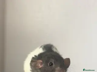 Rat rodents Black rex hooded rat bucks (males) - Advert 6