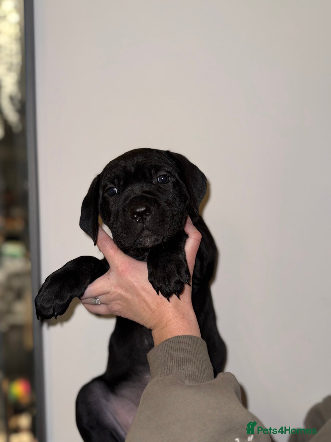 Cane Corso dogs for sale: Cane Corso puppies family reared no expense spared - Advert 40