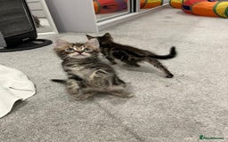 Mixed Breed cats for sale: Kittens available (3 girls & 1 boy) - Image 16