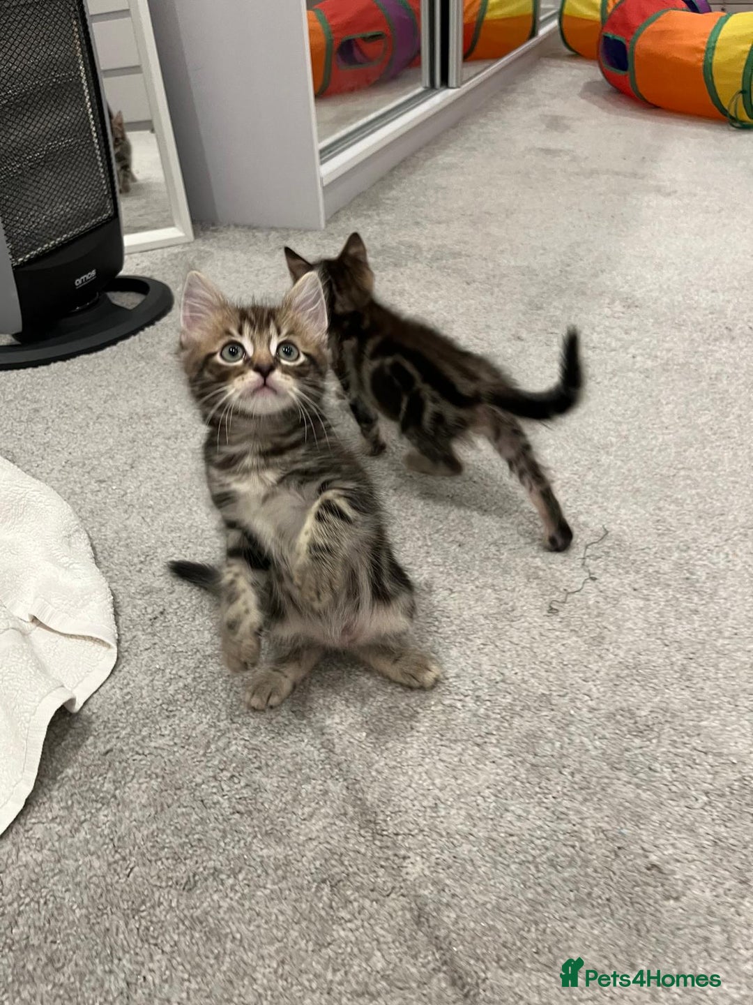 Mixed Breed cats for sale: Kittens available (3 girls & 1 boy) - Image 16