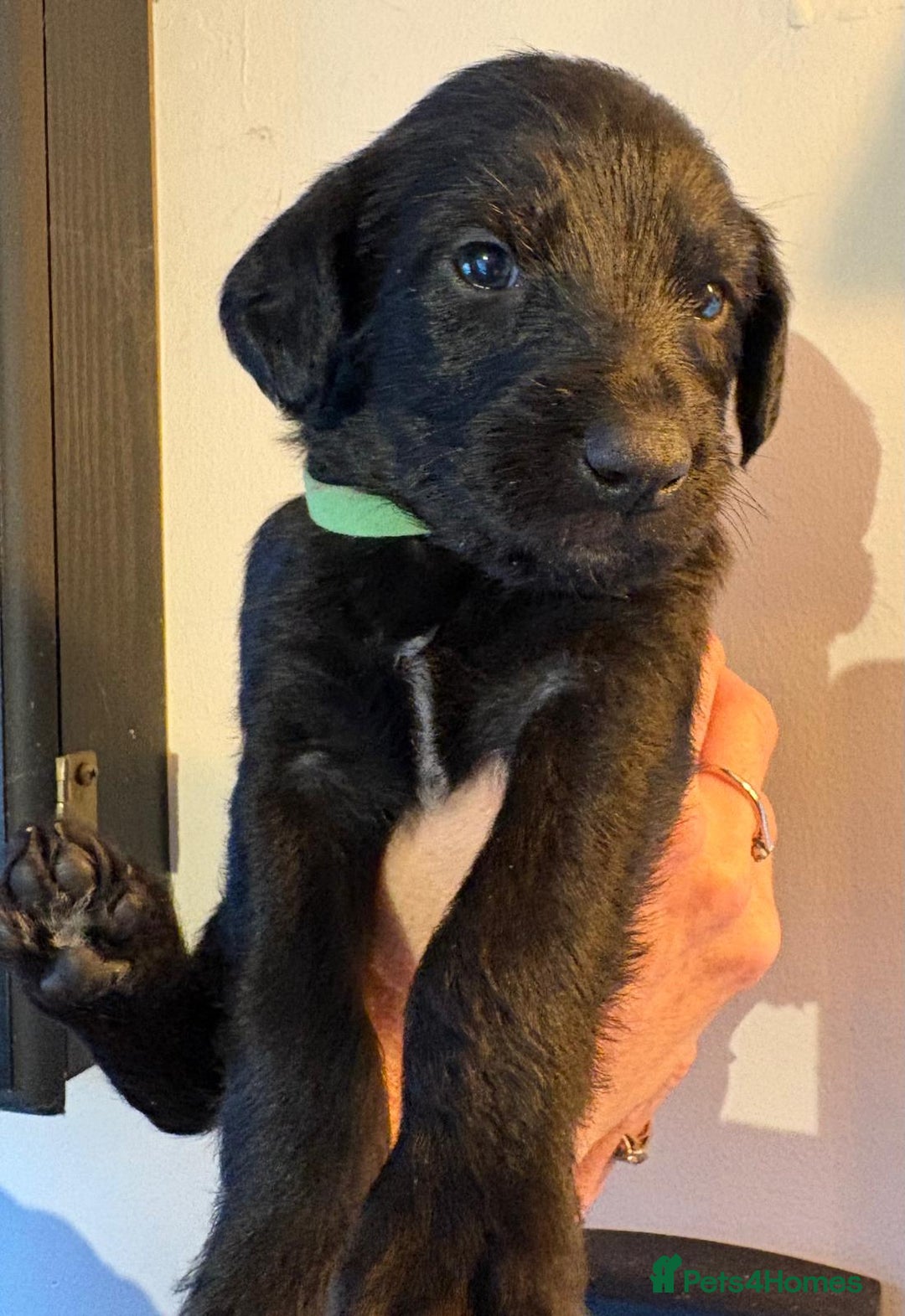 Mixed Breed dogs for sale: Whippet x f2 Labradoodle - Advert 8