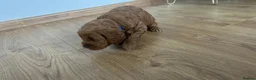 Cockapoo dogs for sale: Adorable Cockapoo Puppies Ready for Loving Homes in Leeds - Advert 11