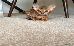 Savannah cats for sale: TICA Reg F3 Savannah Female Kitten ONE LEFT - Image 26