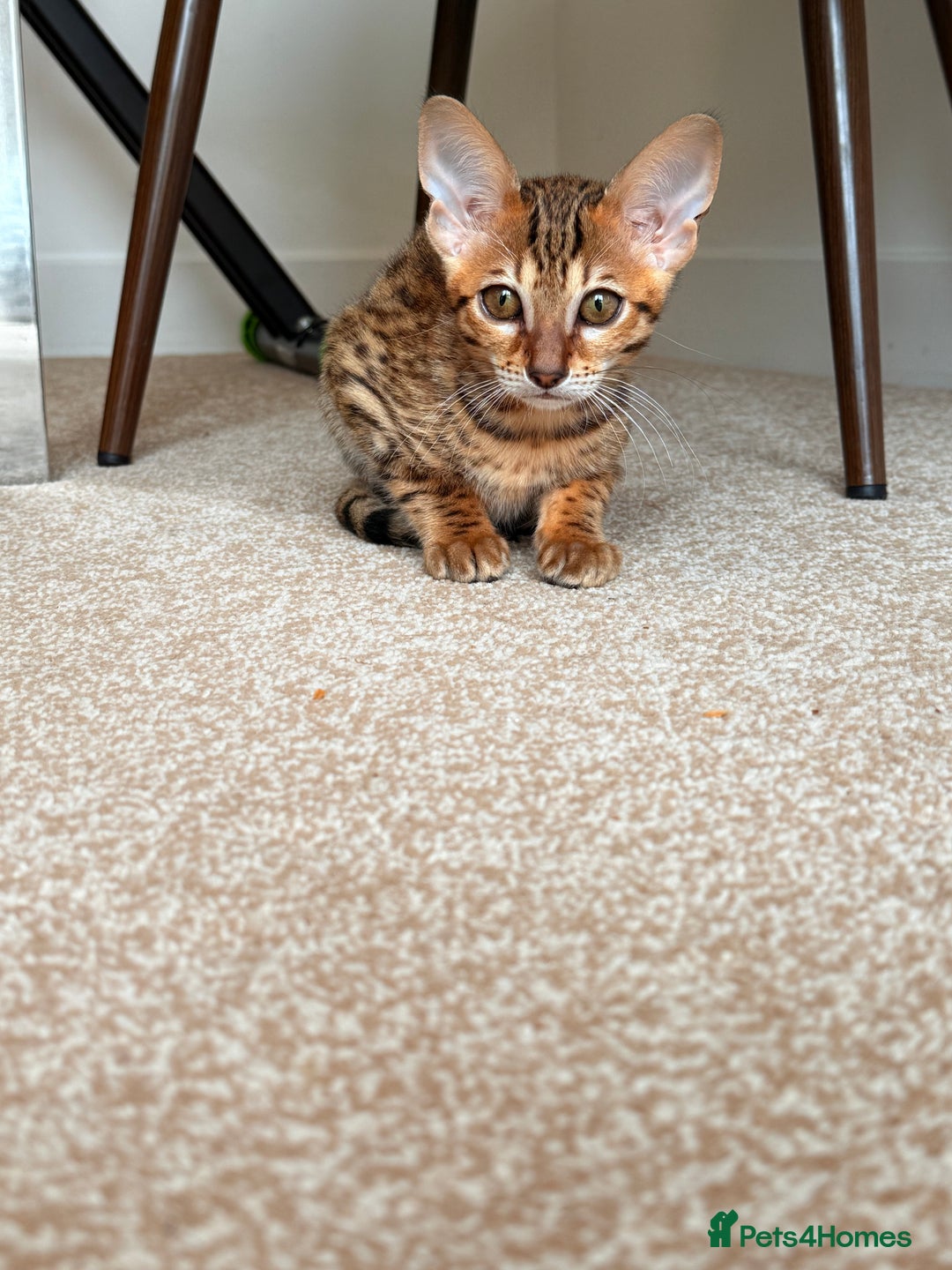Savannah cats for sale: TICA Reg F3 Savannah Female Kitten ONE LEFT - Image 26