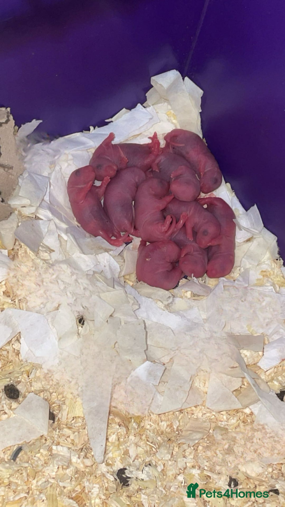 Rat rodents for sale: Beautiful baby rats looking for forever homes! - Image 3