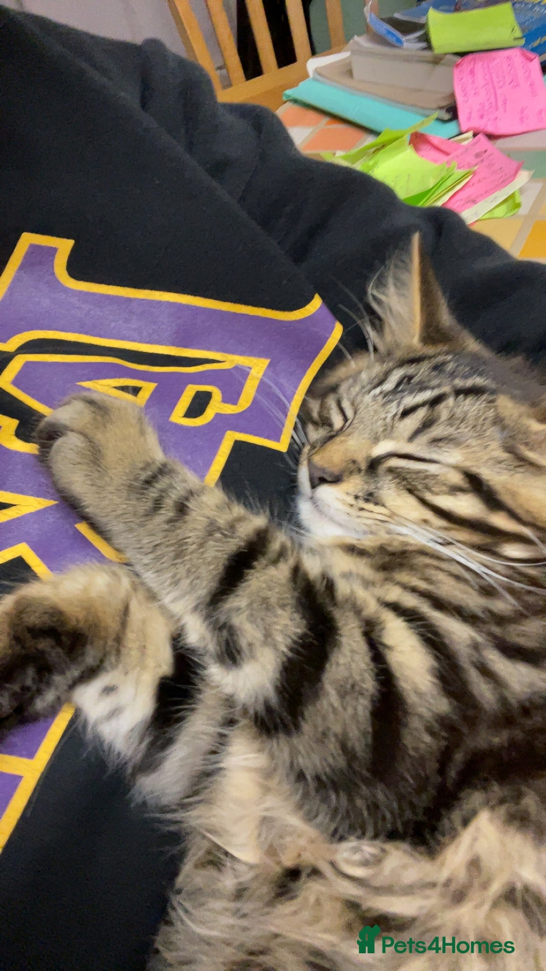 Mixed Breed cats for sale: mixed breed cats for sale with all equipments - Advert 10