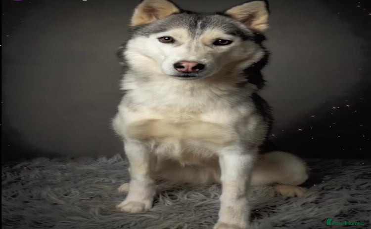 Siberian Husky dogs - Advert 1