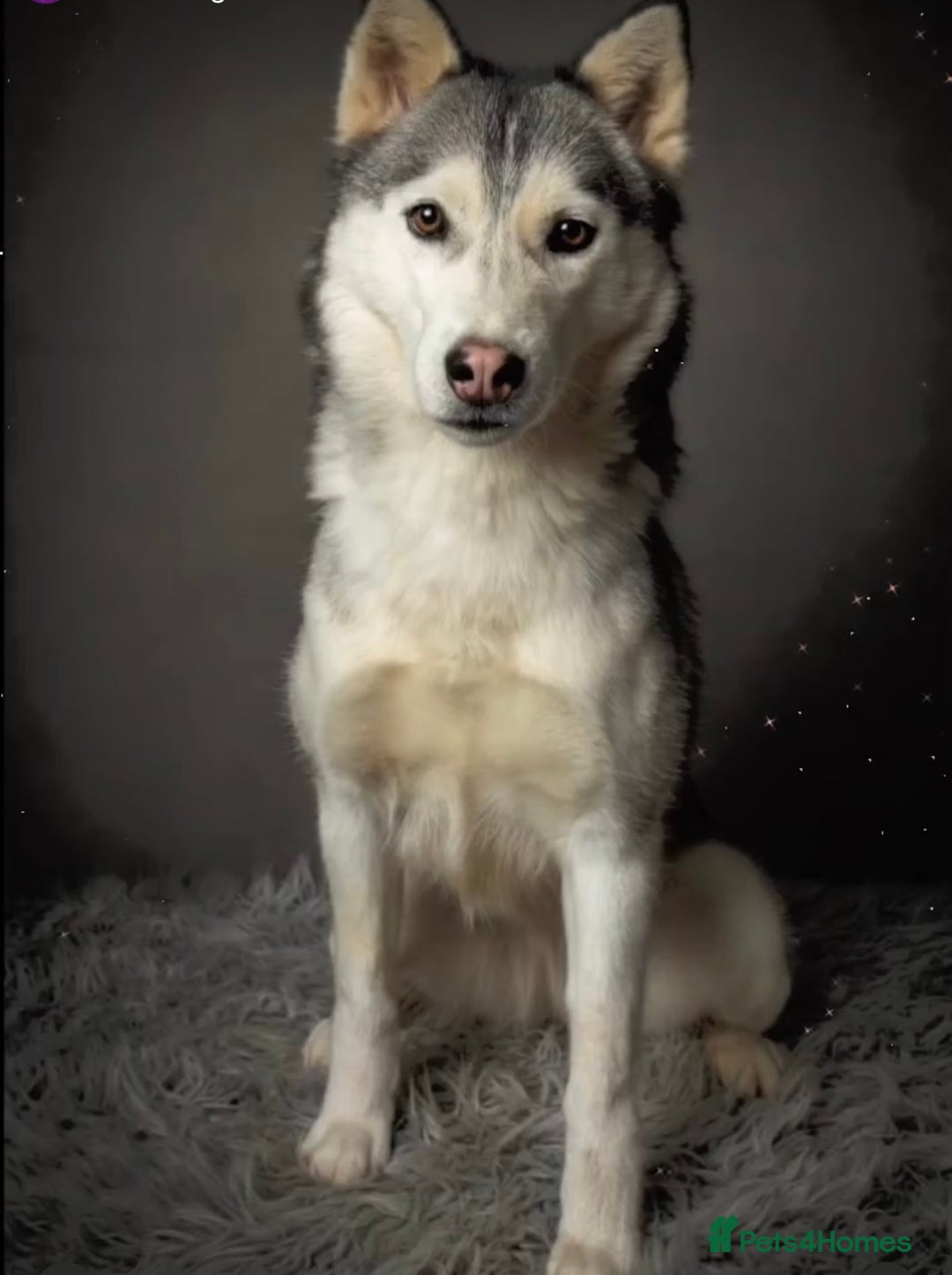 Siberian Husky dogs for sale: Husky pups on their way - Image 1
