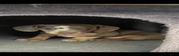 Miniature Dachshund dogs for sale: Isabella Miniature dachshund puppies  - Advert 15