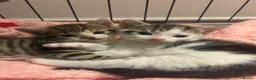 Domestic Shorthair cats for adoption: Adorable Kittens Looking for Their Forever Homes  - Advert 6