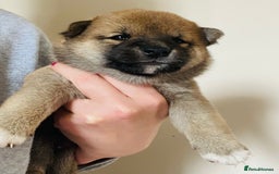 Japanese Shiba Inu dogs for sale: 🐾 Beautiful Japanese Shiba Inu Puppies  - Image 16