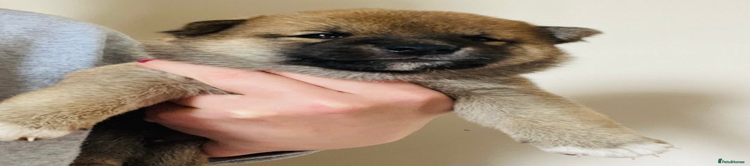 Japanese Shiba Inu Puppy 4