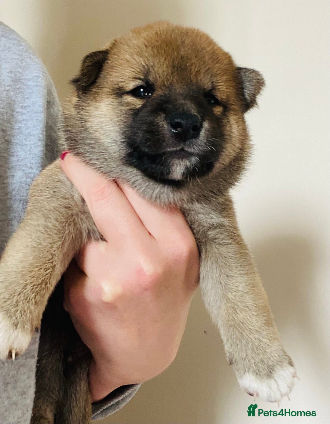 Japanese Shiba Inu dogs for sale: 🐾 Beautiful Japanese Shiba Inu Puppies  - Image 16