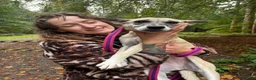 Mixed Breed dogs for adoption: Verity - Poringland Norfolk  in Norwich - Advert 8