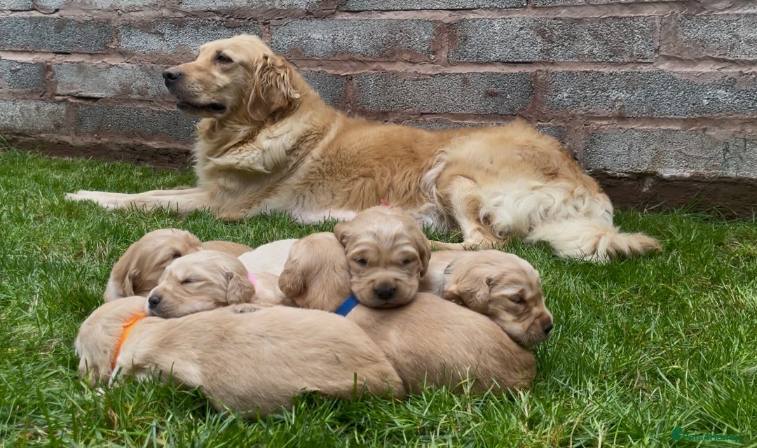 Golden Retriever dogs for sale: OUTSTANDING PEDIGREE GOLDEN RETRIVER PUPPIES KC - Image 17