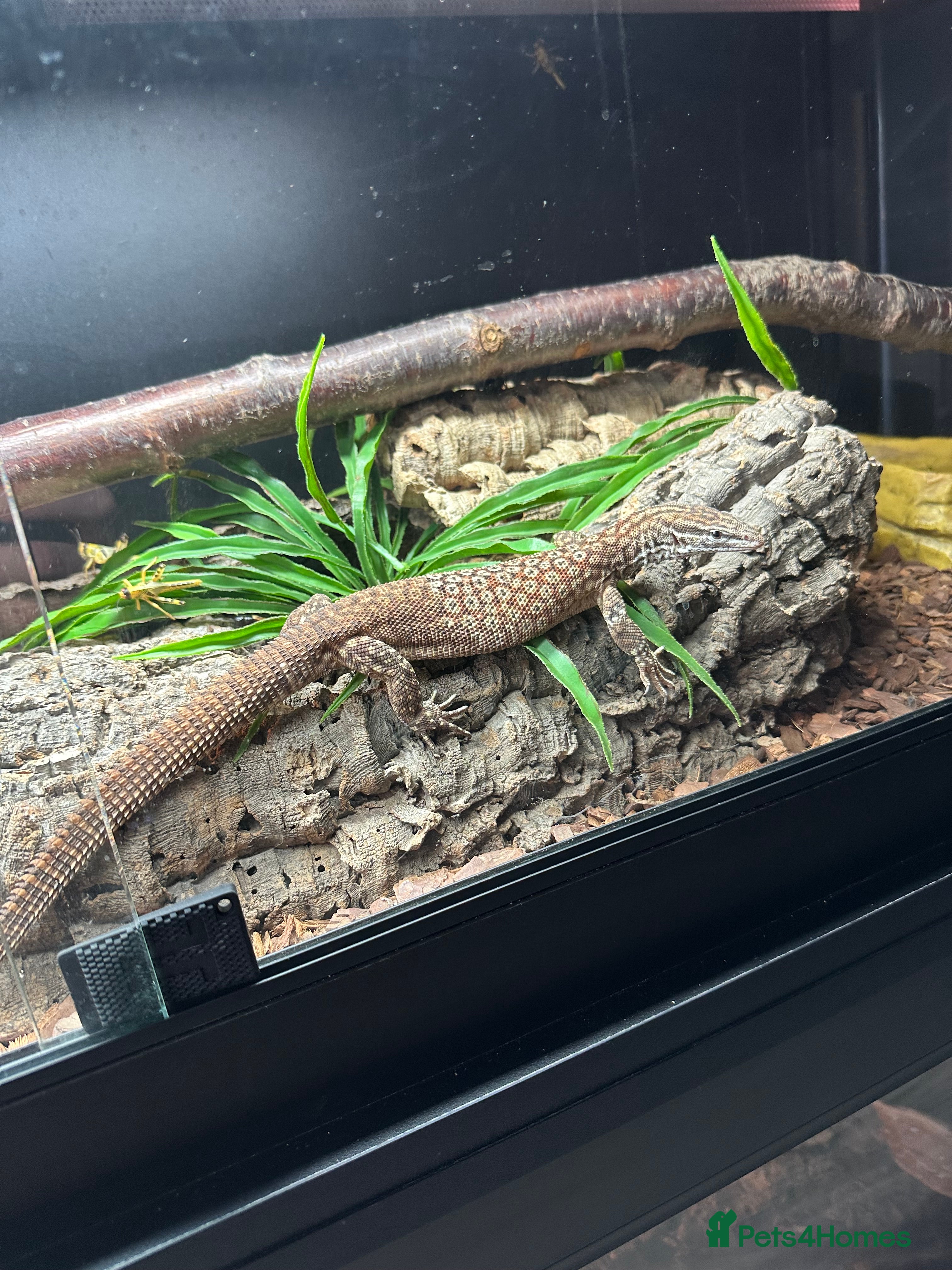 Monitor reptiles Ackie Monitors & Boa  - Advert 4