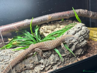 Monitor reptiles Ackie Monitors & Boa - Advert 3