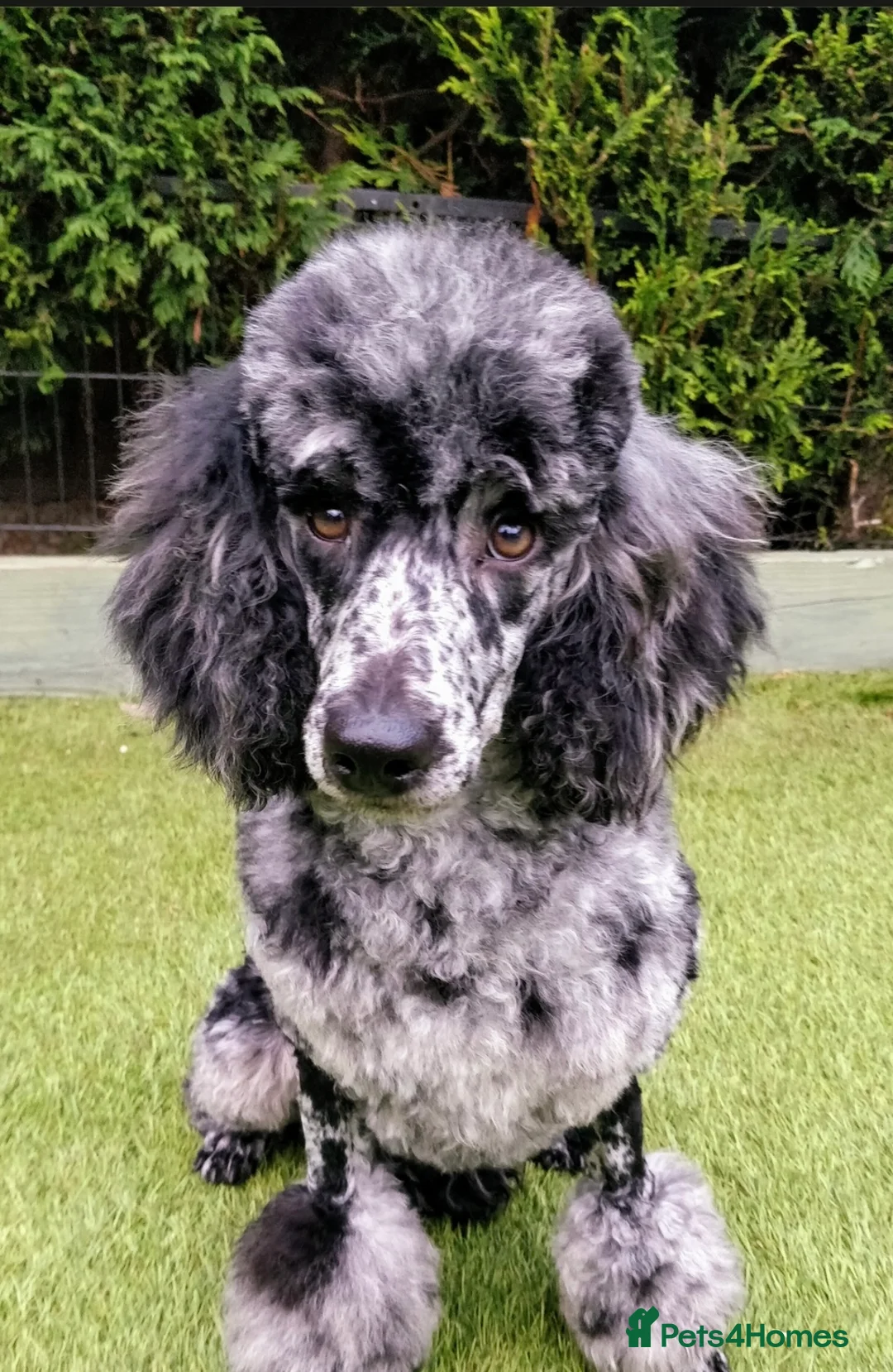 Cocker Spaniel dogs for stud: Superb Chocolate Carrier Merle Poodle Stud in Newcastle - Advert 13