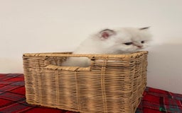 British Longhair cats for sale: TOP QUALITY BRITISH LONG HAIR KITTEN BOY  - Image 6