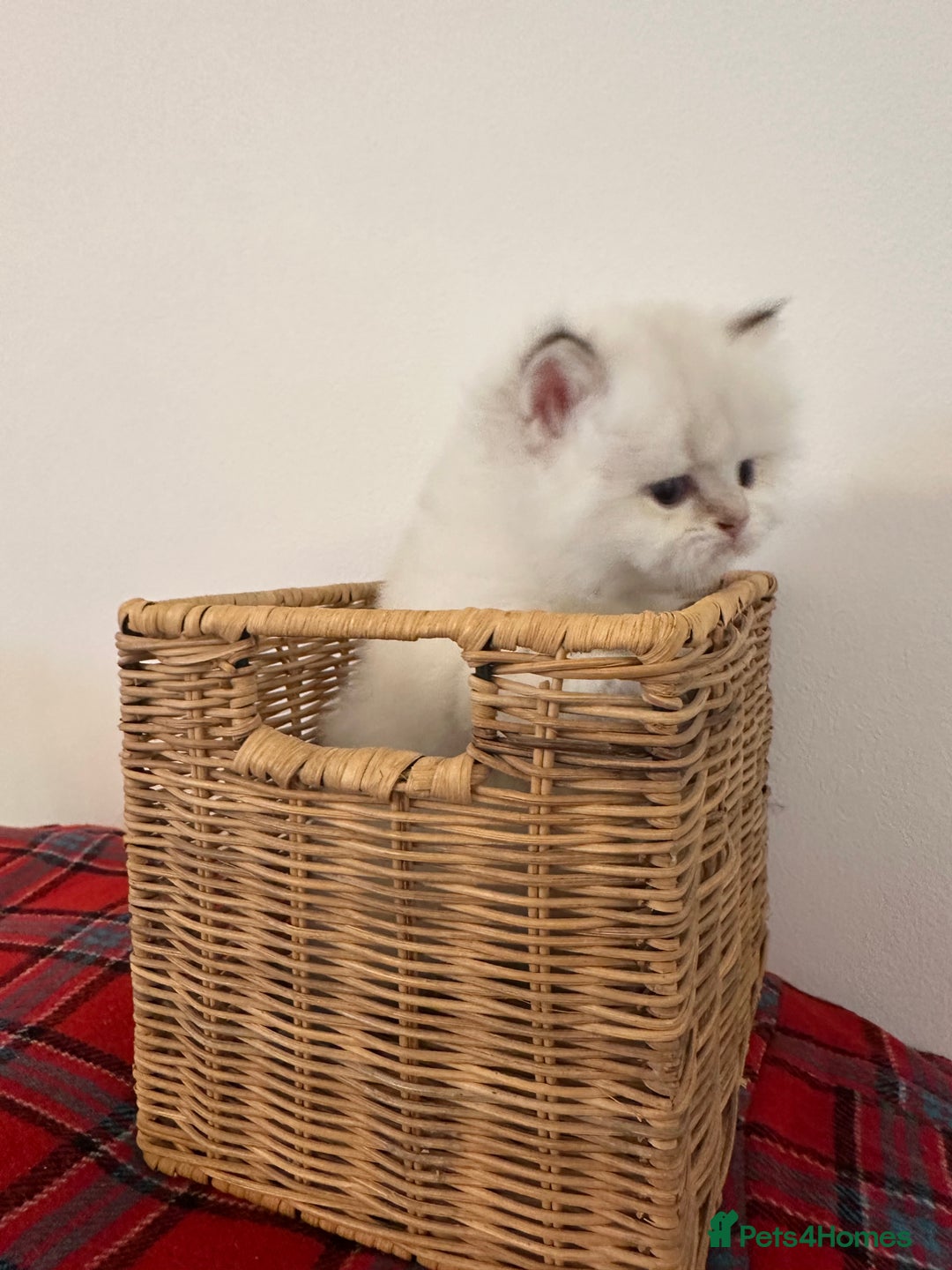 British Longhair cats for sale: TOP QUALITY BRITISH LONG HAIR KITTEN BOY  - Image 6