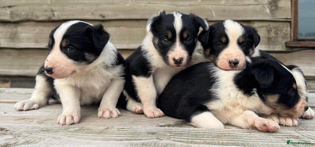 Border Collie dogs for sale: Border Collie Puppies for sale - Image 2