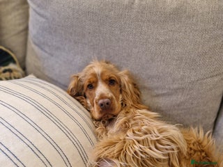 Cocker Spaniel dogs KC cocker spaniel for rehome - Advert 16