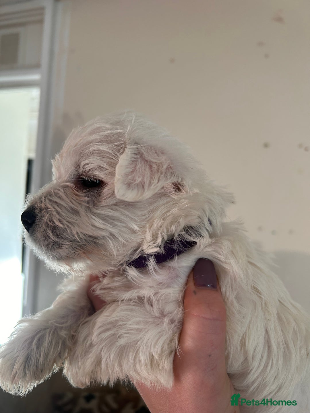 West Highland Terrier dogs for sale: West highland puppies - Advert 2