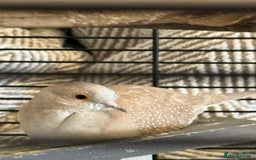 Doves birds for sale: 2 Diamond Doves - Image 2