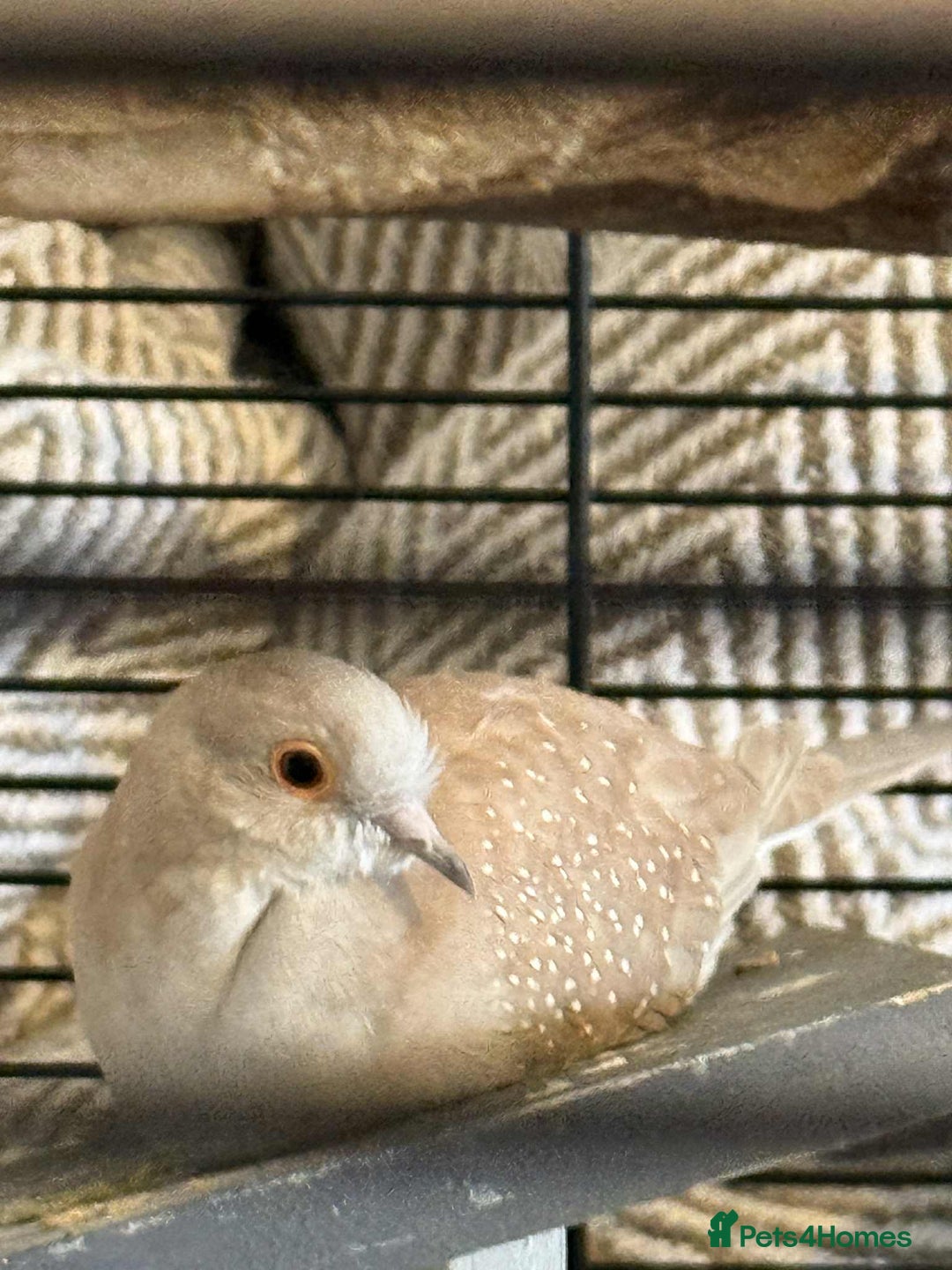 Doves birds for sale: 2 Diamond Doves - Image 2