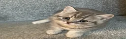 British Shorthair cats for sale: Fluffy BSH kittens  - Advert 3