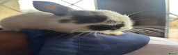 Mixed Breed rabbits for sale: Bunnies for Sale  - Advert 9