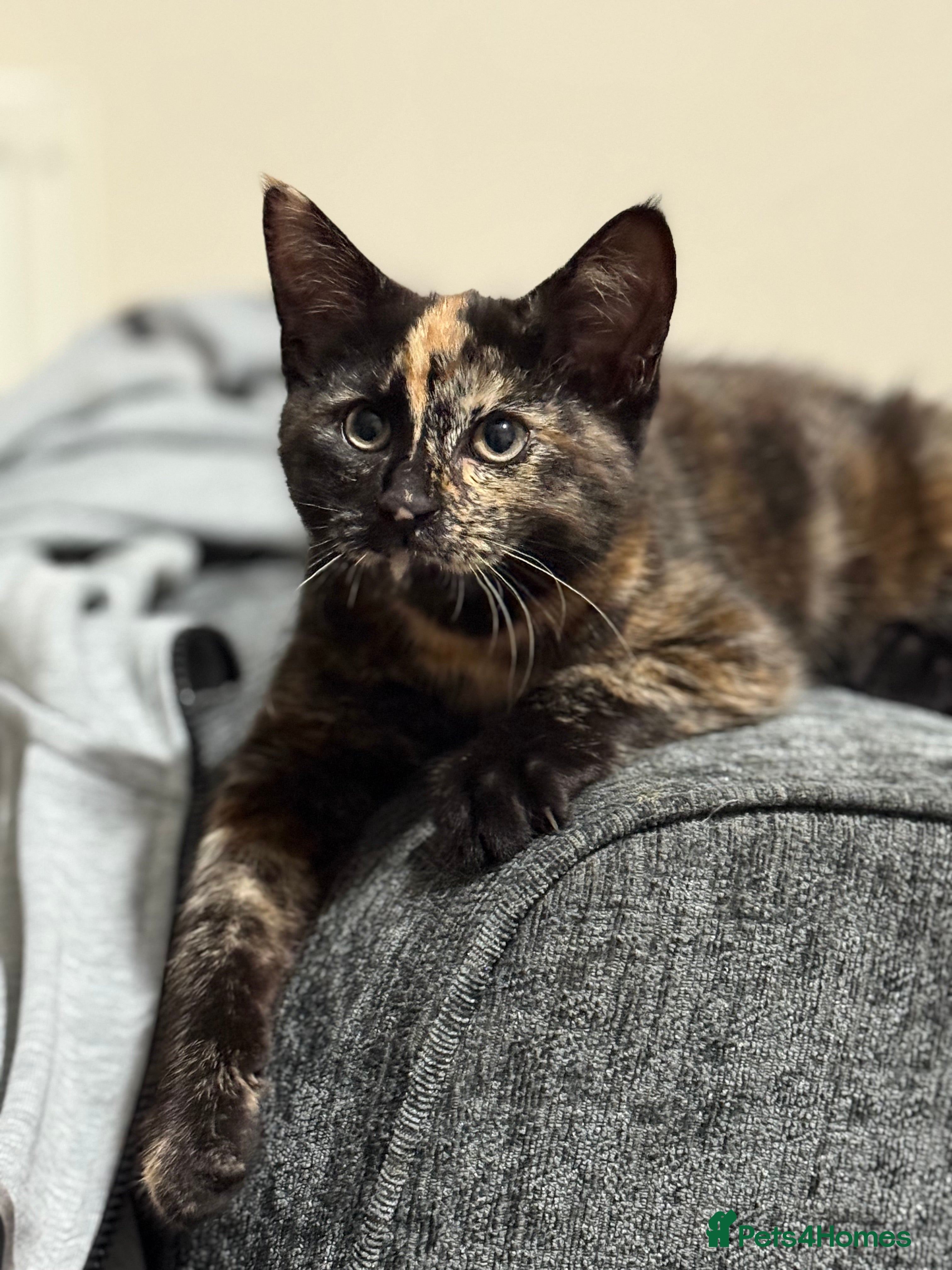 Mixed Breed cats Beautiful Persian x Russian blue kitten - Advert 14