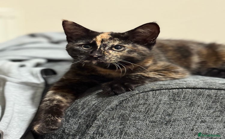Mixed Breed cats - Advert 5